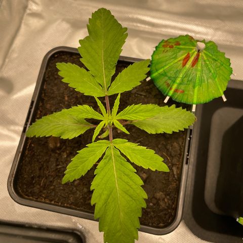 Eleven Roses - Rose 🌹 - 55 j - 8 sem growlog timeline photo
