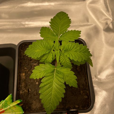 Eleven Roses - Rose 🌹 - 55 j - 8 sem growlog timeline photo