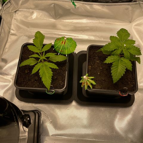 Eleven Roses - Rose 🌹 - 55 j - 8 sem growlog timeline photo
