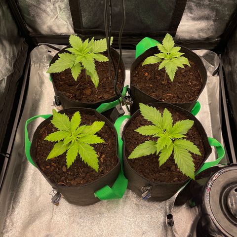 Eleven Roses - Rose 🌹 - 55 j - 8 sem growlog timeline photo