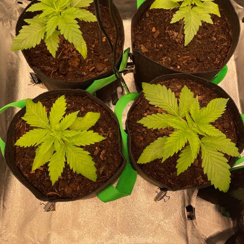 Eleven Roses - Rose 🌹 - 55 j - 8 sem growlog timeline photo