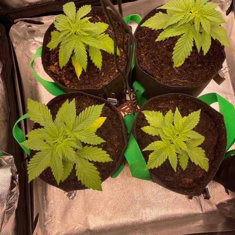 Eleven Roses - Rose 🌹 - 55 j - 8 sem growlog photo: Après flush terrible.