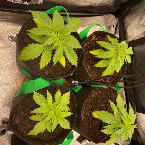 Eleven Roses - Rose 🌹 - 55 j - 8 sem growlog timeline photo