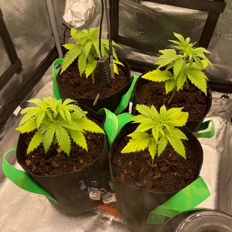 Eleven Roses - Rose 🌹 - 55 j - 8 sem growlog photo: Un peu jaunes mais je vais faire une pulverisation au fishmix
