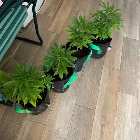 Eleven Roses - Rose 🌹 - 55 j - 8 sem growlog timeline photo