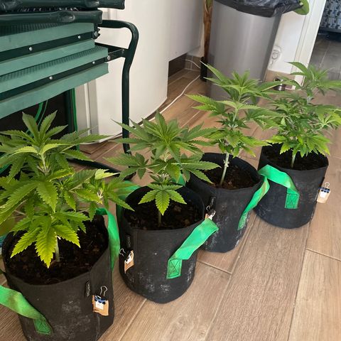 Eleven Roses - Rose 🌹 - 55 j - 8 sem growlog timeline photo