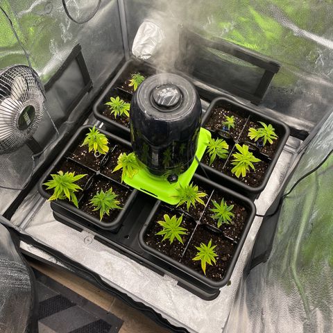 Eleven Roses - Rose 🌹 - 55 j - 8 sem growlog photo: C’est parti. Boutures.