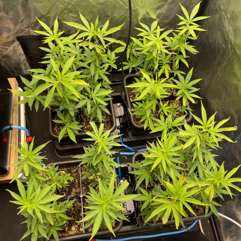 Eleven Roses - Rose 🌹 - 55 j - 8 sem growlog photo: Passage Flo. Photo pour carences