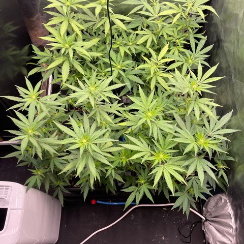 Eleven Roses - Rose 🌹 - 55 j - 8 sem growlog photo: ❤️