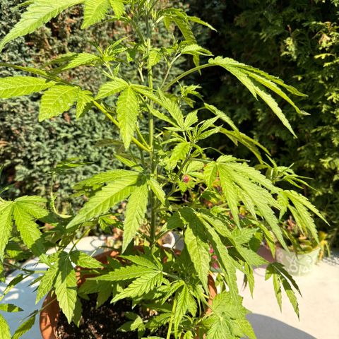 Purple Punch Auto growlog timeline photo
