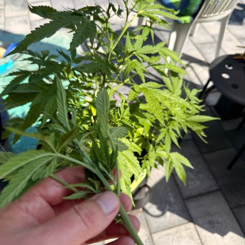 Purple Punch Auto growlog timeline photo