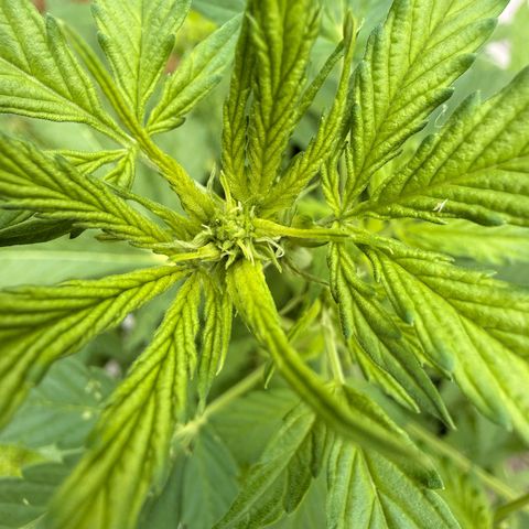 Purple Punch Auto growlog timeline photo