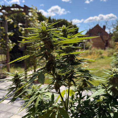 Purple Punch Auto growlog photo: 75cm