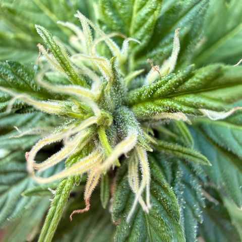 Purple Punch Auto growlog timeline photo