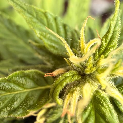 Purple Punch Auto growlog timeline photo