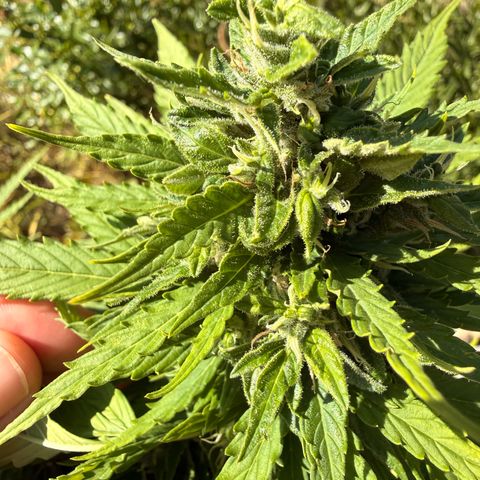 Purple Punch Auto growlog timeline photo