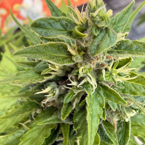 Purple Punch Auto growlog timeline photo