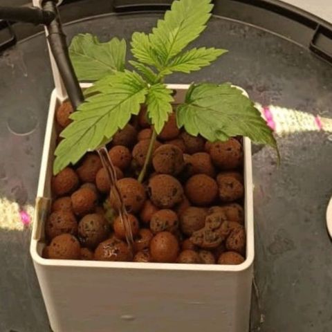 White Widow growlog timeline photo
