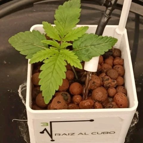 Ice Cream Cake growlog timeline photo