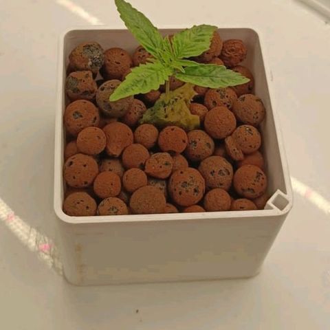 Critical Jack growlog timeline photo