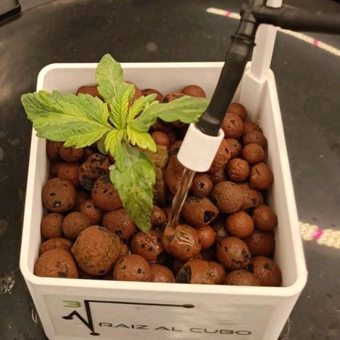 Mamba Negra growlog timeline photo