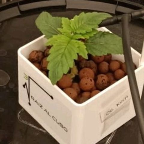 OG Kush growlog timeline photo