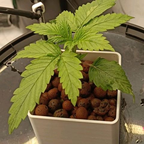 White Widow growlog timeline photo