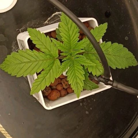 Ice Cream Cake growlog timeline photo