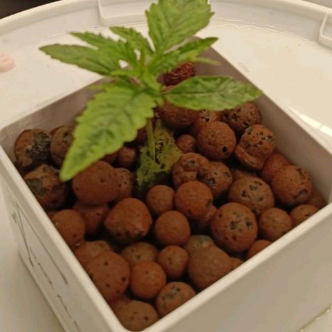 Critical Jack growlog timeline photo