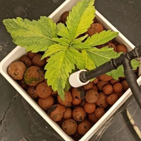 Mamba Negra growlog timeline photo