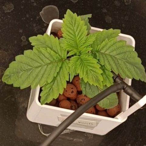 OG Kush growlog timeline photo