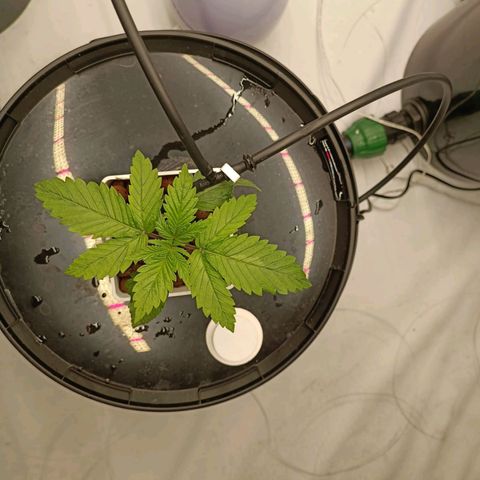 White Widow growlog timeline photo