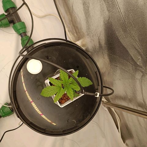 Ice Cream Cake growlog timeline photo