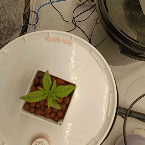 Critical Jack growlog timeline photo