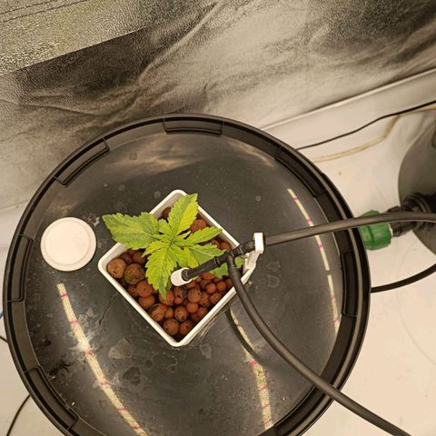 Mamba Negra growlog timeline photo