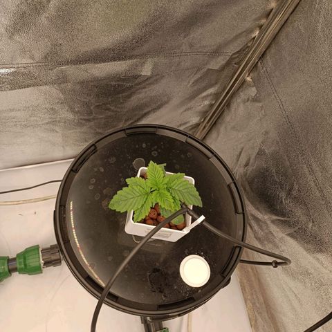 OG Kush growlog timeline photo