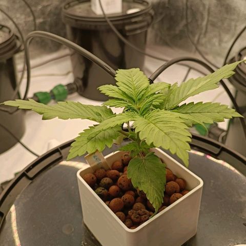 White Widow growlog timeline photo