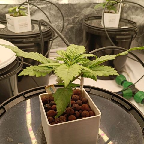 White Widow growlog timeline photo
