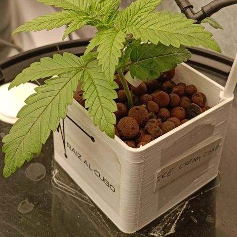 Ice Cream Cake growlog timeline photo