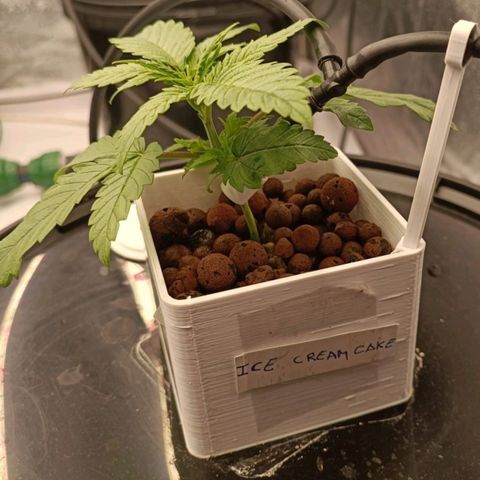 Ice Cream Cake growlog timeline photo