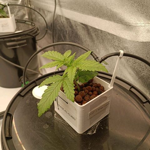 Ice Cream Cake growlog timeline photo