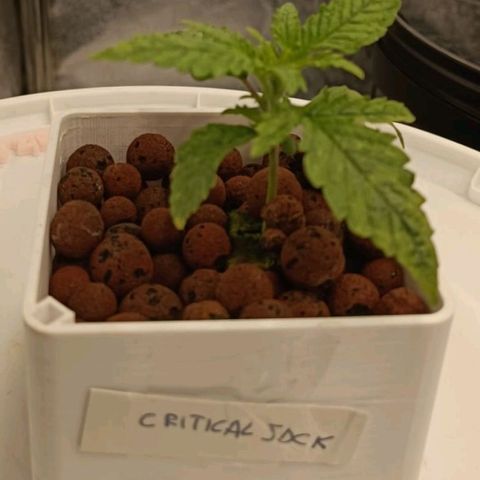 Critical Jack growlog timeline photo