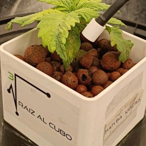 Mamba Negra growlog timeline photo