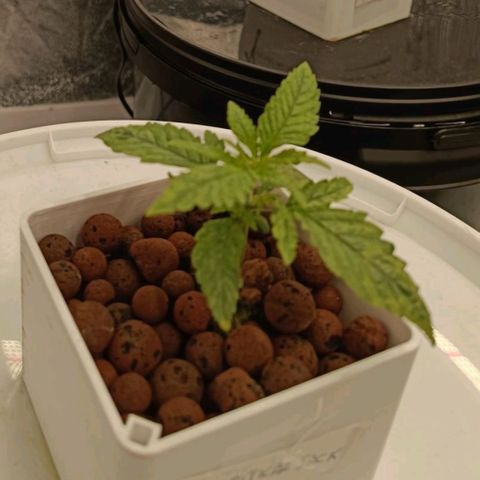 Critical Jack growlog timeline photo