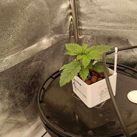 OG Kush growlog timeline photo