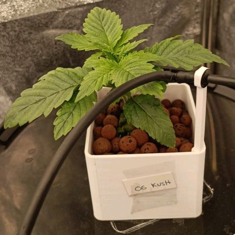 OG Kush growlog timeline photo