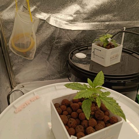 Critical Jack growlog timeline photo