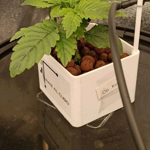 OG Kush growlog timeline photo