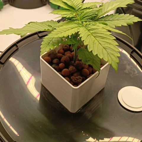 White Widow growlog timeline photo