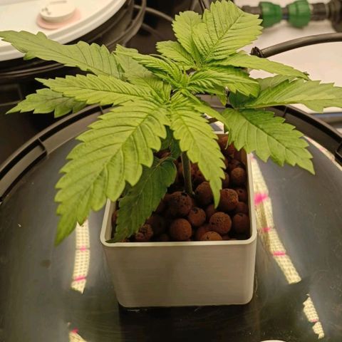 White Widow growlog timeline photo